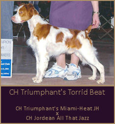 CH Triumphant's Torrid Beat
